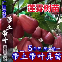 黑金刚连雾苗 四季台湾莲雾苗树苗盆栽水果苗 南北方种植当年结果