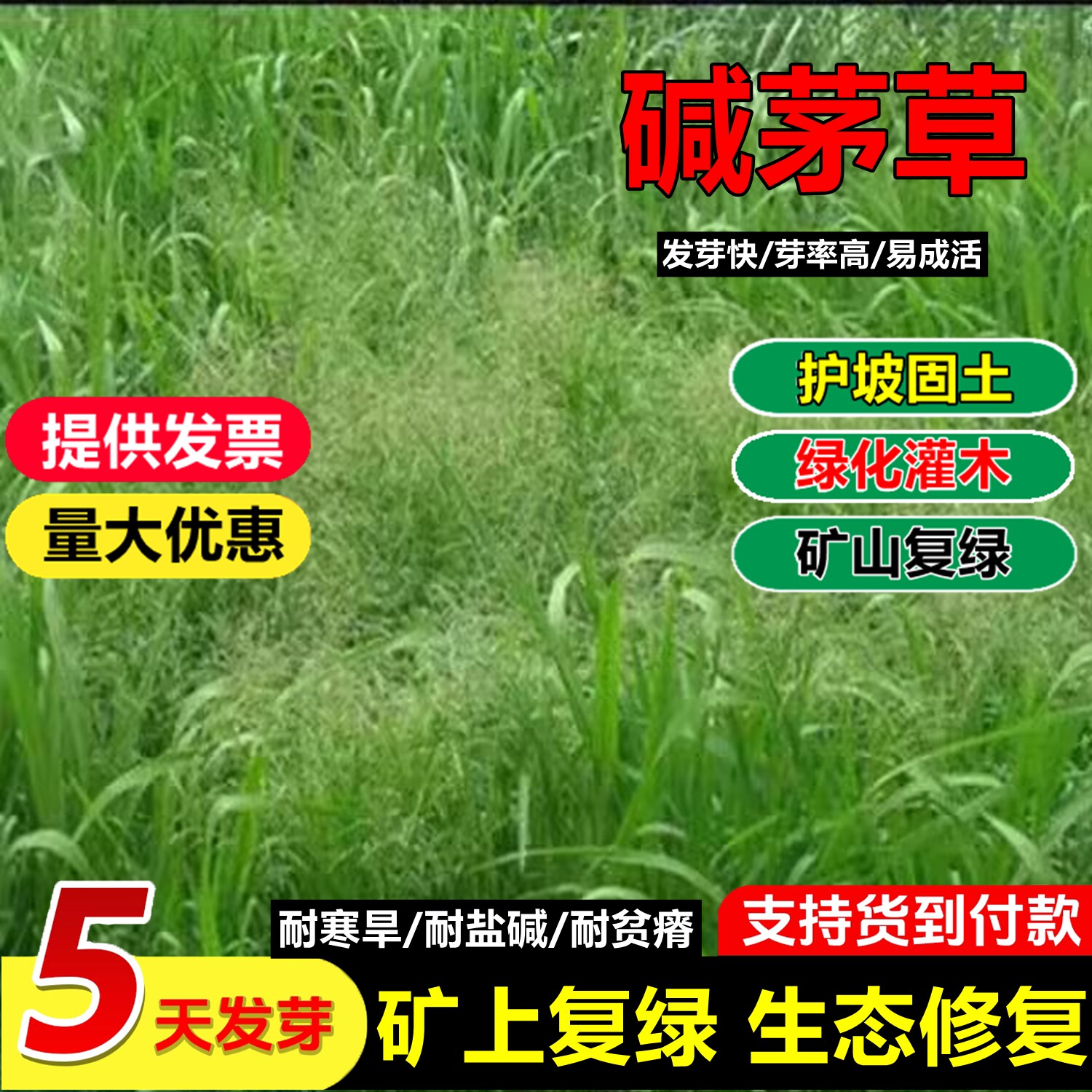 碱茅草种子籽牧草种子星星草种子多年生牧草耐旱耐盐碱草地绿化种