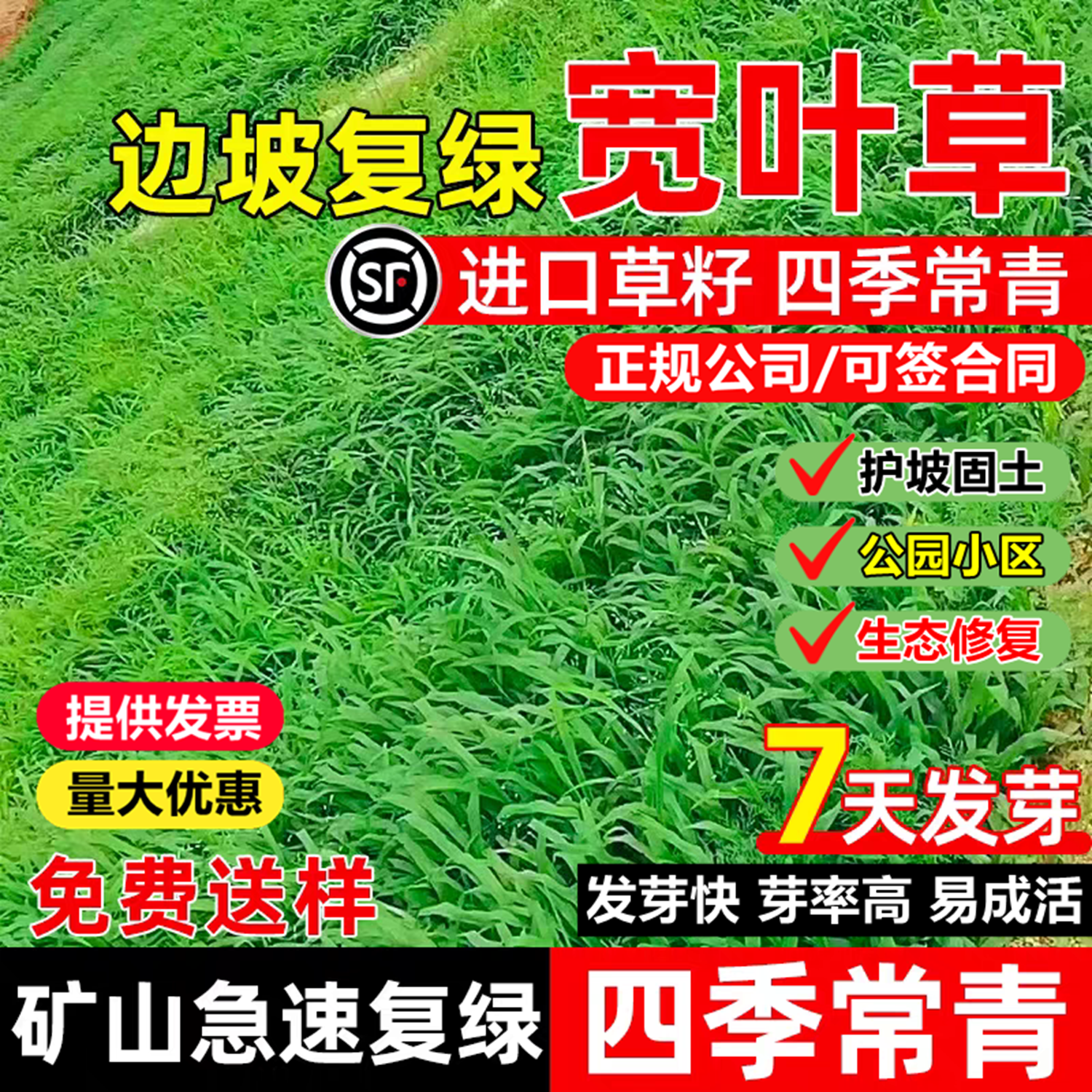 百喜草草坪草籽宽叶雀稗种子公路高速堤坝河堆护坡固土宽叶草种子