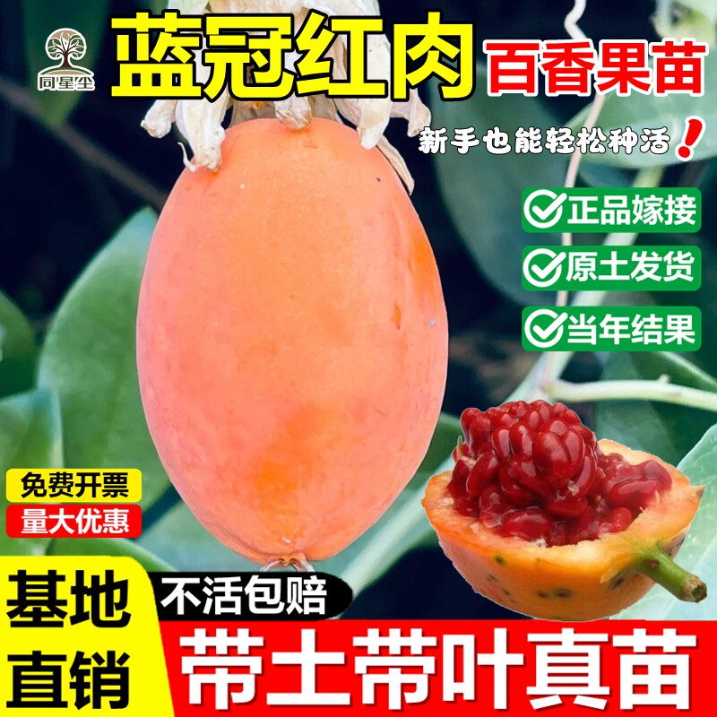 蓝冠红肉百香果嫁接果树苗耐寒纯甜无酸百香果南北方四季当年结果