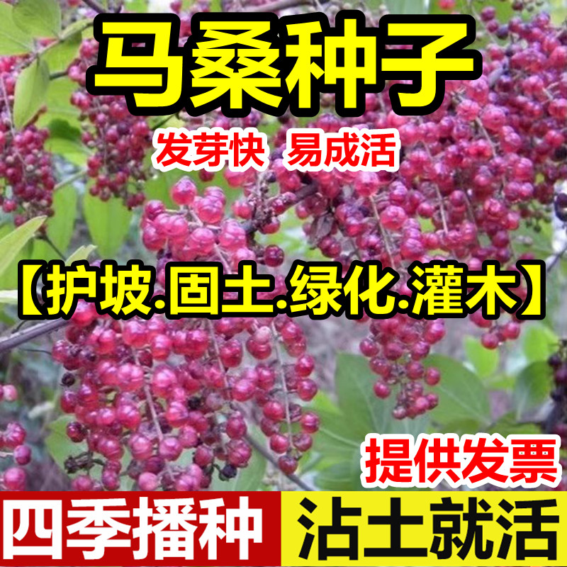 马桑种子水马桑车桑子木豆树木豆猪屎豆马棘种子马桑醉鱼桑葚桑树