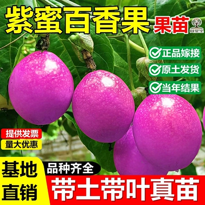 紫蜜百香果嫁接果树苗纯甜无酸苗