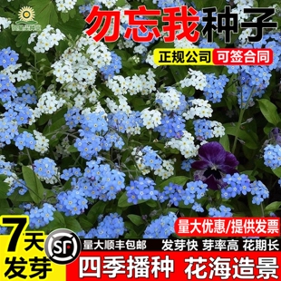 勿忘我花种宿根多年生高山勿忘草种子绿化盆栽四季易种花卉种籽孑