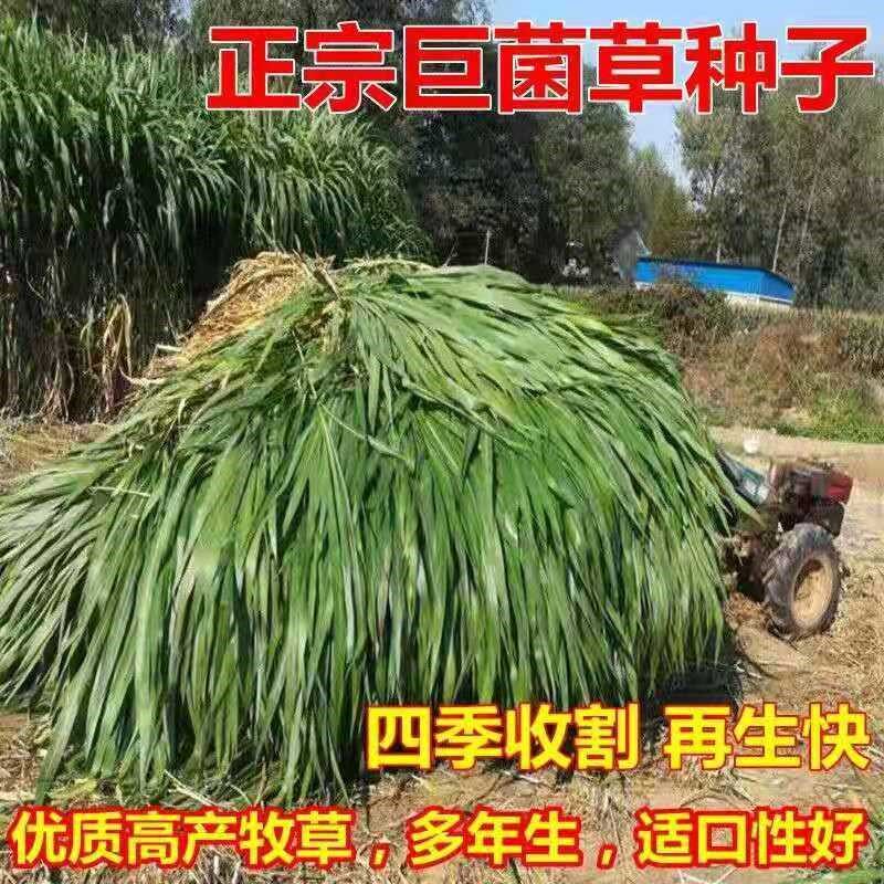 新型特高产巨菌草种子多年生四季牧草种子养殖牛羊猪鱼用畜牧草籽