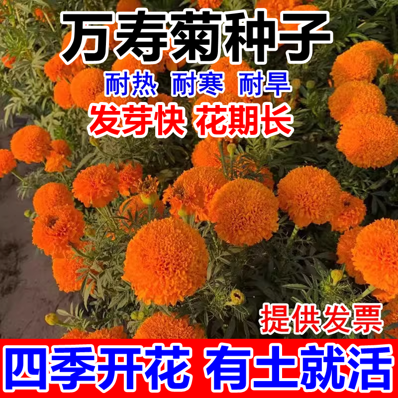 万寿菊种子四季播种易活臭芙蓉花种籽子孔雀草花种子重瓣万寿菊孑