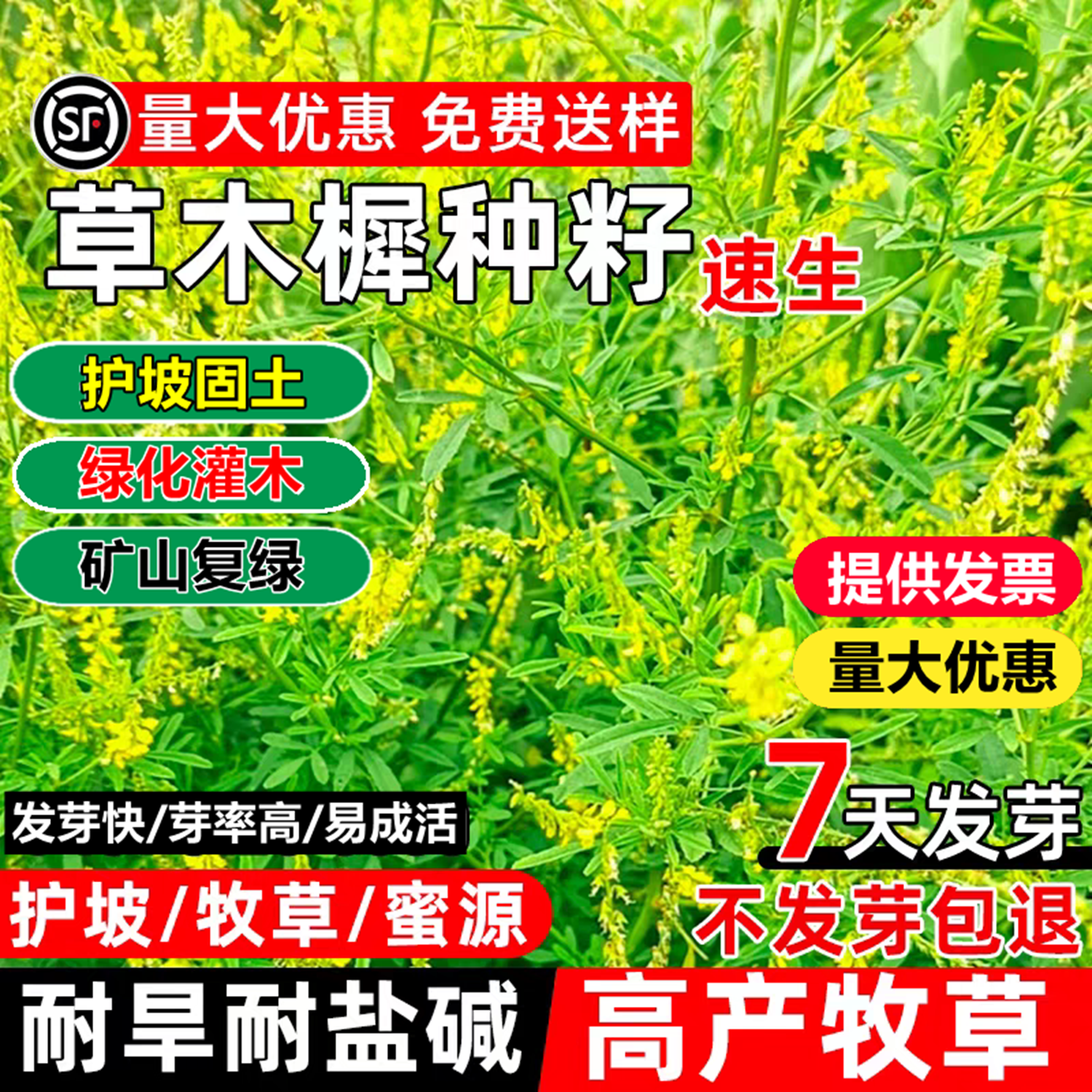 草木犀种子籽多年生护坡绿化灌木