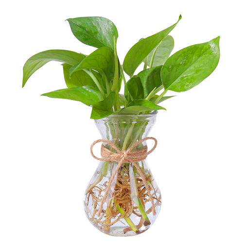桌面水培植物绿萝水养套餐室内净化空气吸甲醛水生植物办公室盆栽