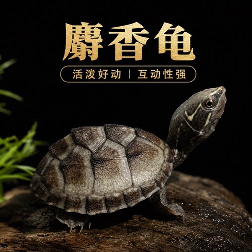麝香龟活体剃刀苗深水龟宠物龟家养观赏水龟幼龟新手易养到家