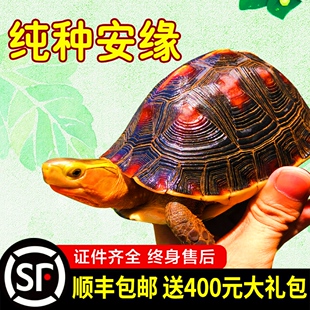 安缘龟幼龟黄缘龟苗闭壳观赏宠物乌龟活体黄喉水龟金钱龟人工缘龟
