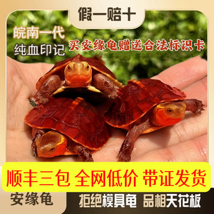 黄缘龟幼龟皖南安缘龟小乌龟高端台缘活体金钱龟闭壳龟观赏宠物龟