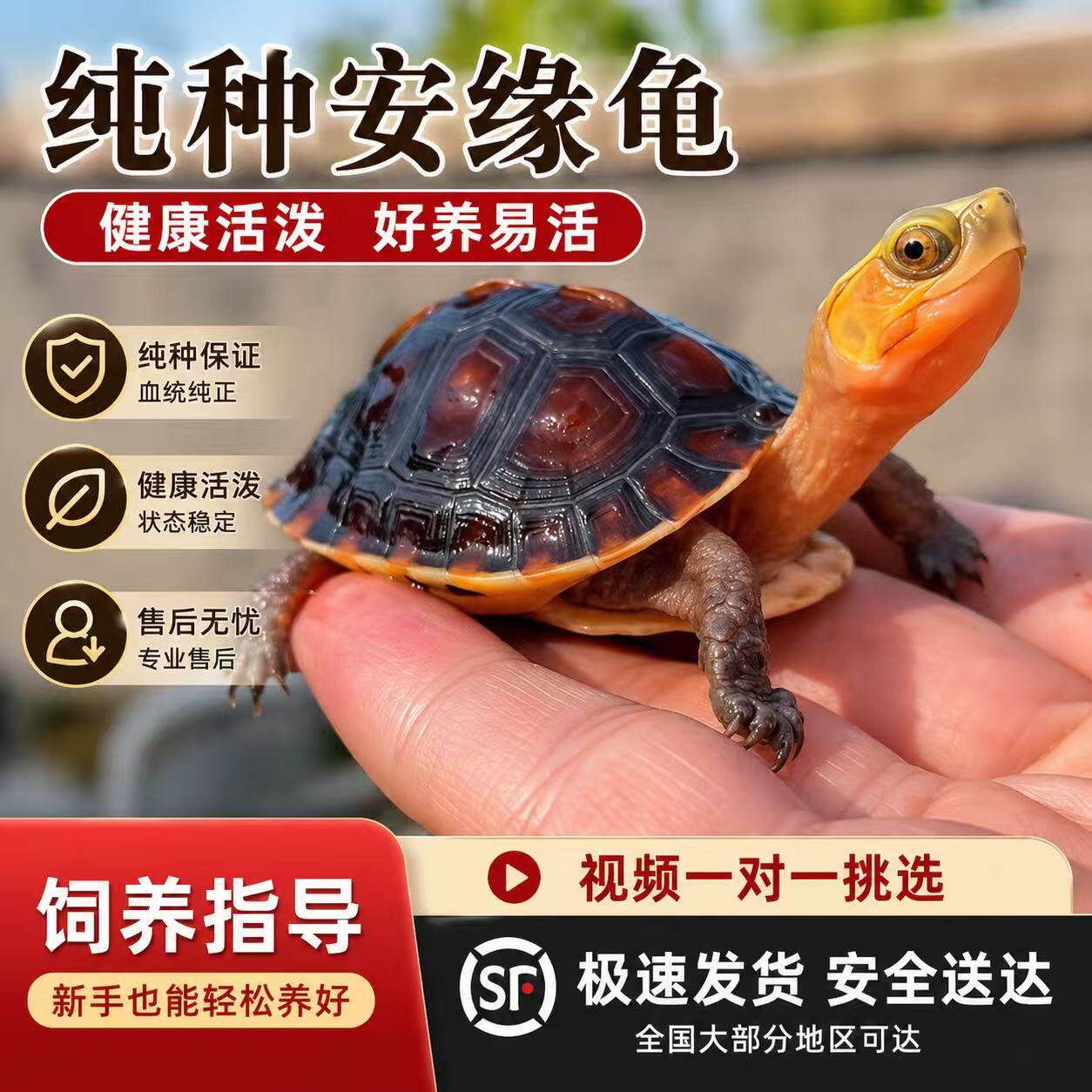 安缘龟幼龟黄缘龟苗闭壳观赏宠物乌龟活体小青龟黄喉水龟金钱龟苗