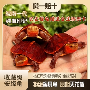 黄缘龟幼龟皖南安缘龟小乌龟高端台缘活体金钱龟闭壳龟观赏宠物龟