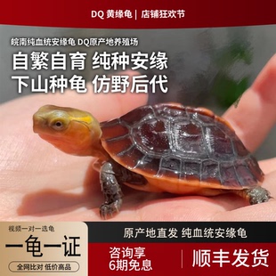 安缘龟幼龟黄缘龟苗闭壳观赏宠物乌龟活体半水龟黄喉水龟箱龟活苗