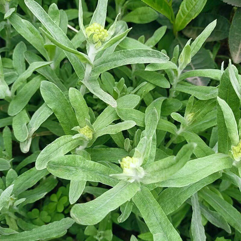 野生鼠曲草新鲜贵州棉花菜佛耳草绒毛草艾草清明草果团青团香藤粑