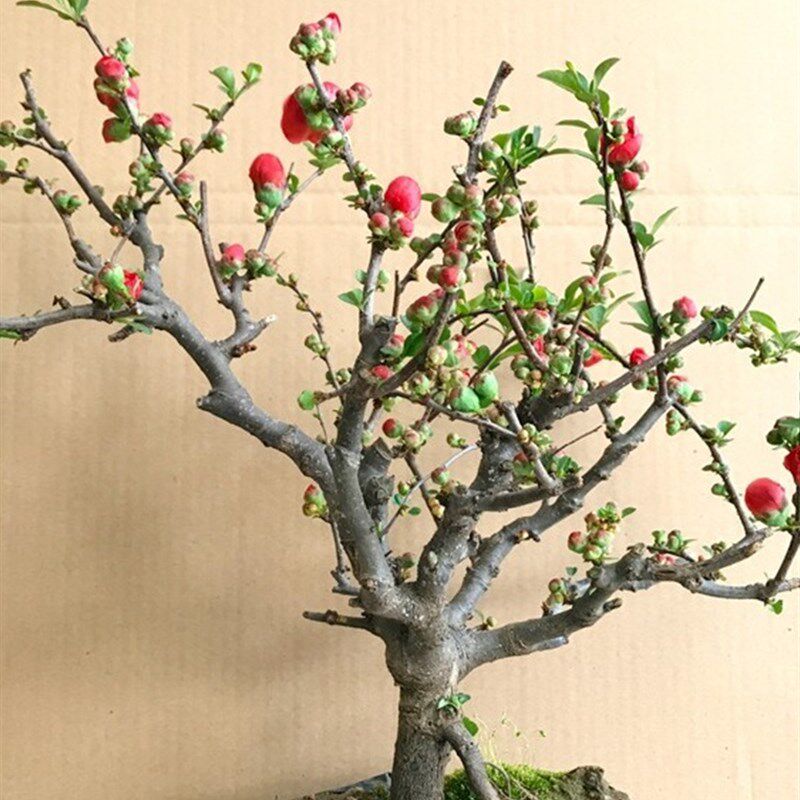海棠花盆栽树苗盆景重瓣老桩庭院绿植物室内四季花卉开花好养易活