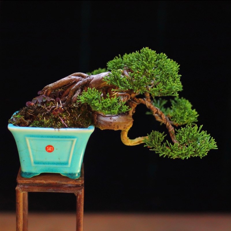 济州精品微型小品盆景松柏系鱼川真柏柏树绿植植物盆栽110/164