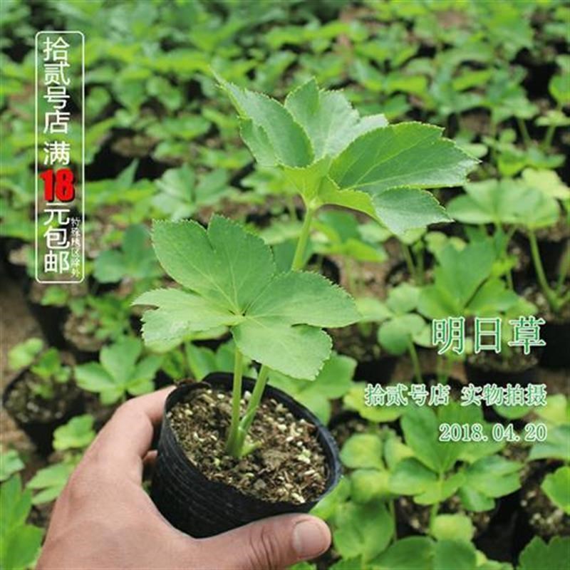 明日叶种苗八丈岛明日草小苗盆栽健康全营养带营养钵明日草苗