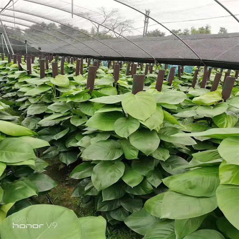 大叶绿萝柱小叶绿萝柱大型盆栽树桩P花卉室内观赏植物