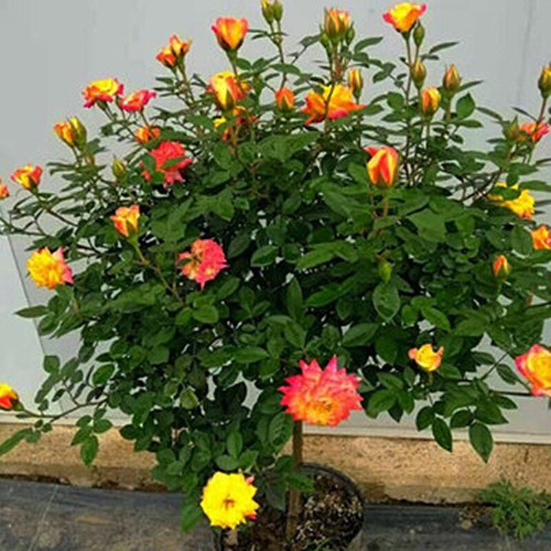 树桩欧月树型带花植物庭院大花浓香盆栽爬藤藤本月季花苗树状月季