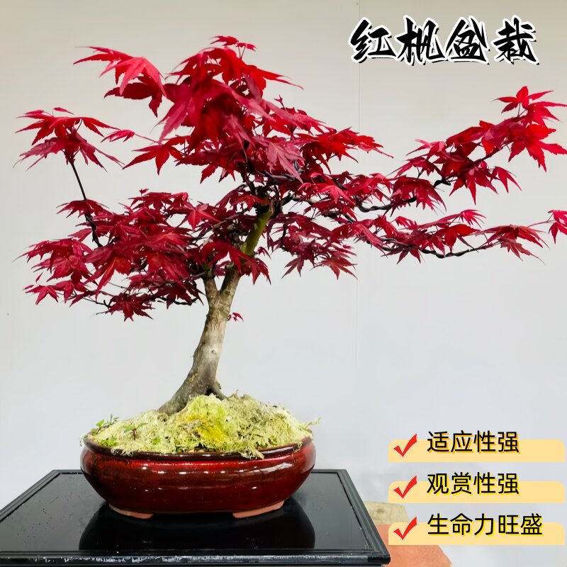 红枫盆景旺宅植物树苗室内四季好养盆栽阳台庭院花园办公桌小摆件
