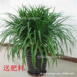 基地龙须树 龙铁树 多头龙血树 室内M大型盆栽绿植 净化空气