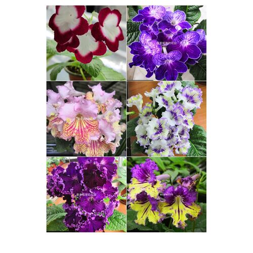 苦苣苔堇兰:特惠组合苗(四棵不同品种随机苗,不能自选)