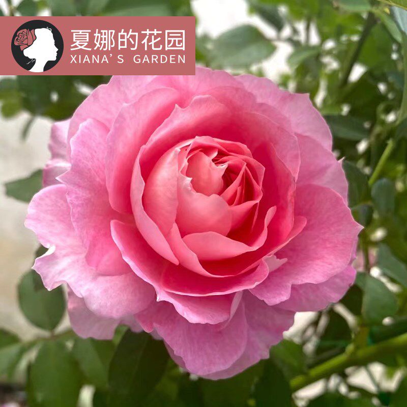 海神王大花微月四季开花勤花多头月季花苗阳台盆栽矮壮花卉欧月