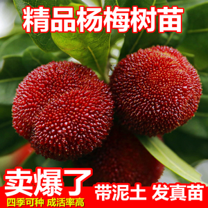 杨梅树苗嫁接东魁黑炭东魁杨梅苗树盆栽南方地栽当年结果特大杯苗