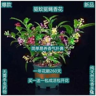 多色重辦夜来香盆栽植物室外阳台室内浓香花卉绿植净化空气驱虫