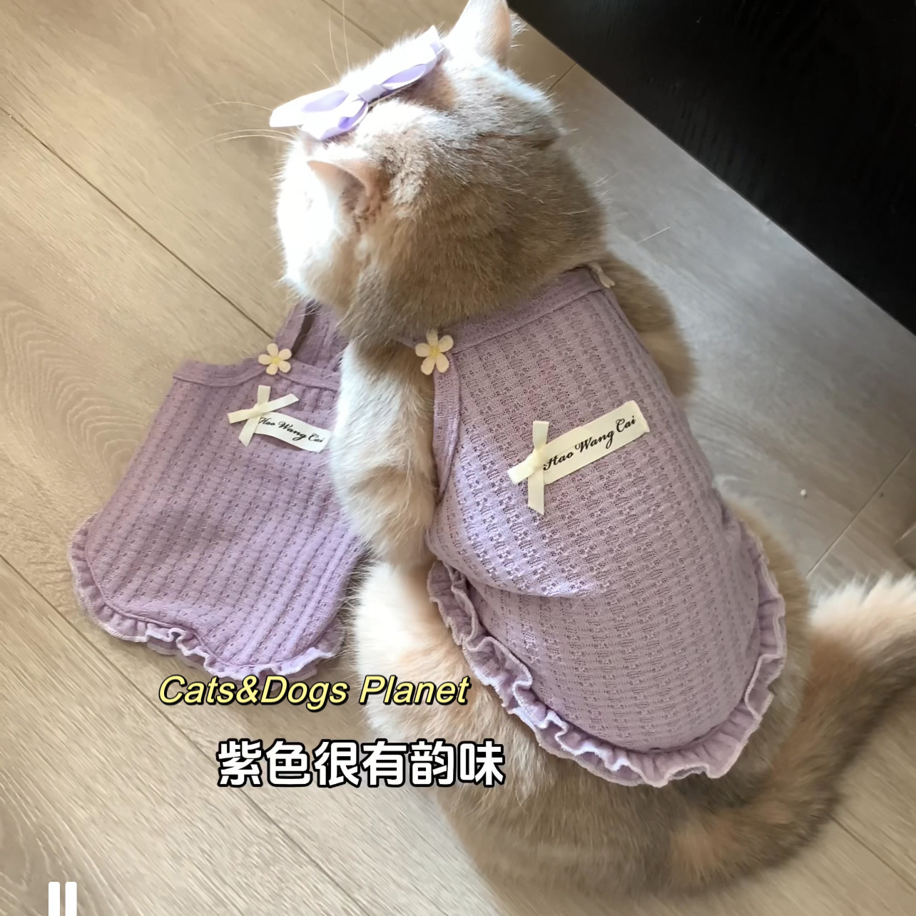 春夏新款宠物防掉毛狗狗猫咪背心华夫格透气服饰项链套装金渐层猫