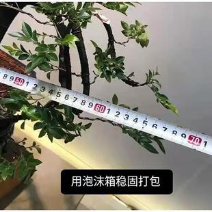 常青 小叶紫檀盆景树桩植物花卉盆栽办公室绿植阳台黑骨茶树苗四季