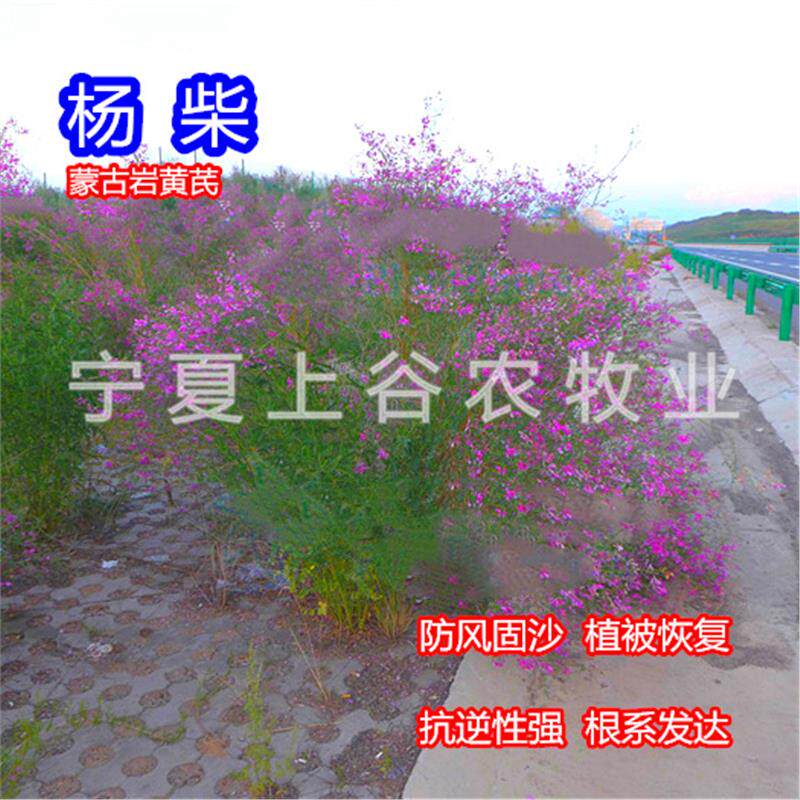 杨柴种子羊籽防风固沙漠植