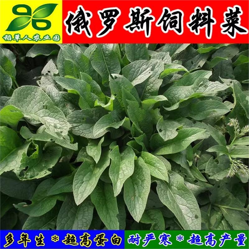 俄罗斯饲料菜种根 聚合草种子 多年生牧草籽猪牛羊鸡鸭鹅鱼兔