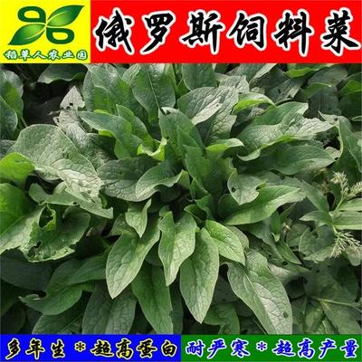 俄罗斯饲料菜种根聚合草