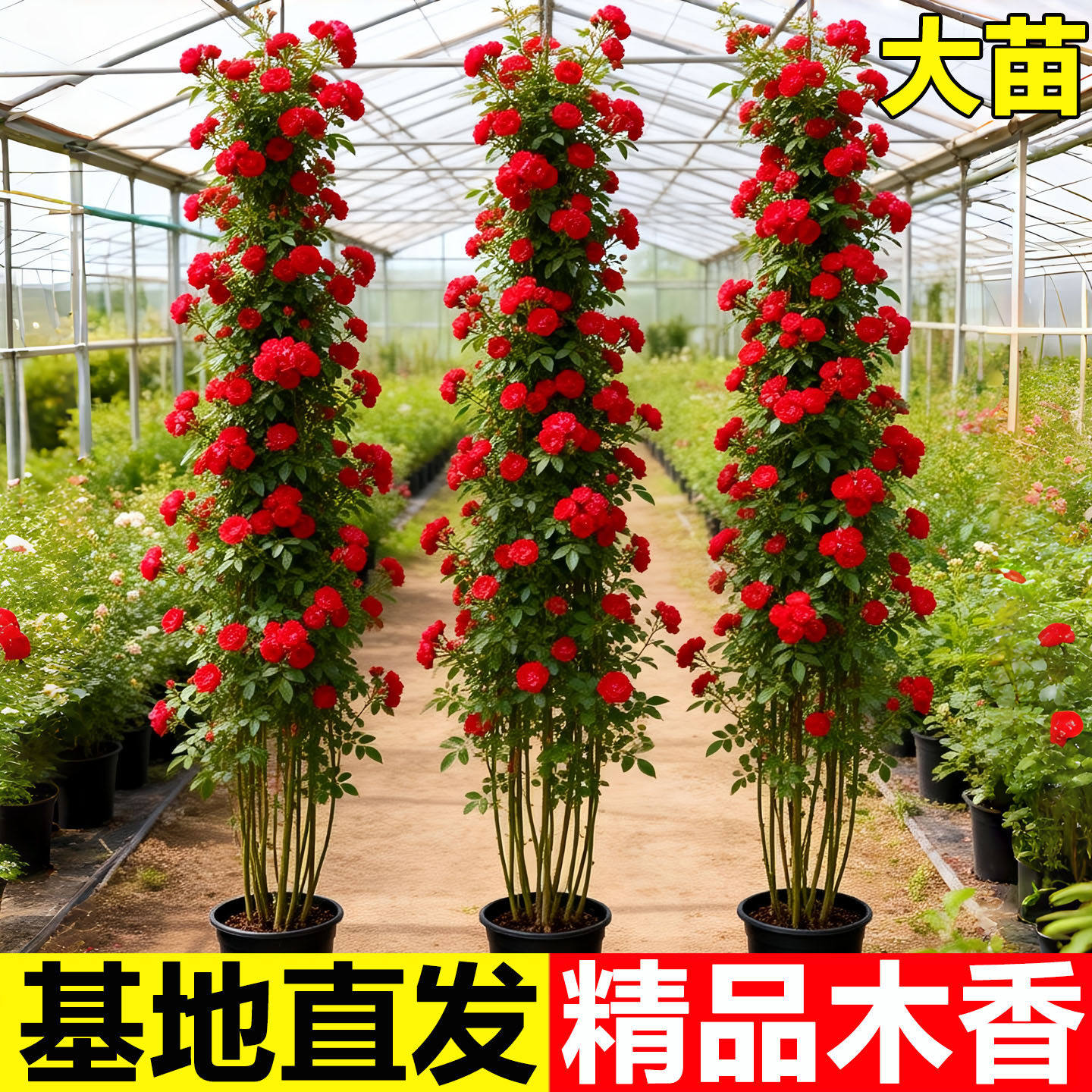 红木香花苗爬藤植物黄重瓣