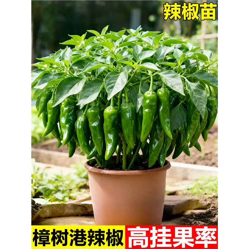 樟树港老辣椒苗牛角辣椒螺丝椒苗正宗樟树港辣椒秧苗特产蔬菜种子
