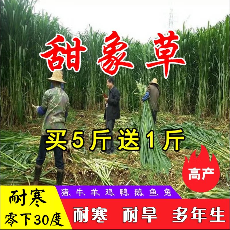 台湾甜象草种子多年生四季高