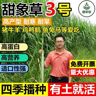 台湾甜象草草籽养殖牧草种子畜牧多年生牧草牛羊饲料喂牛饲料草种