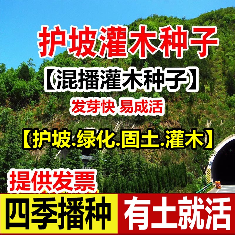 混播灌木种子紫穗槐猪屎豆