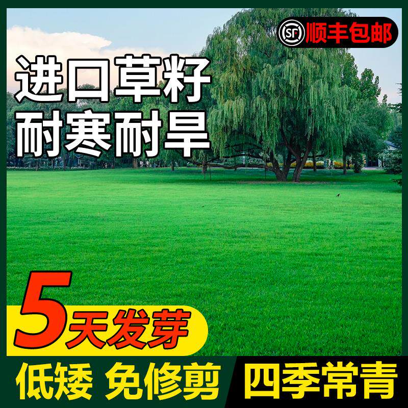草坪籽四季常青矮生庭院免