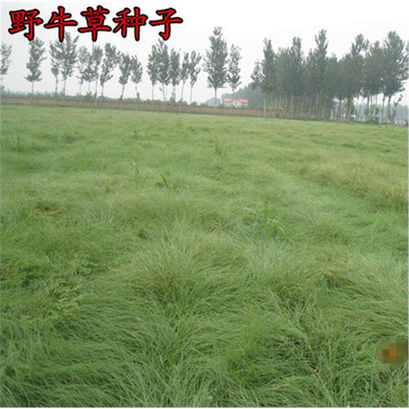 草坪种子野牛抗病虫易植