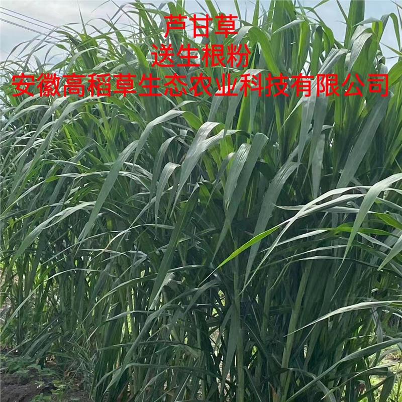 芦甘草种节高产耐寒无毛四