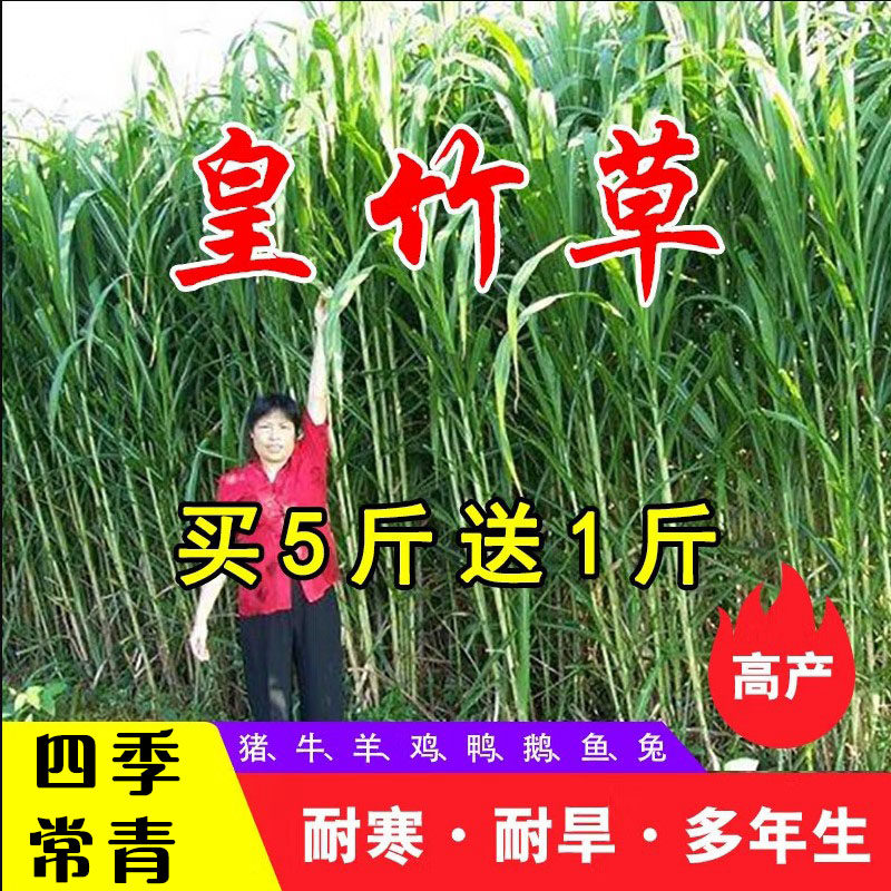 新型皇竹高丹草牧草种子多年生四季高产猪牛羊鸡鸭鹅鱼兔草籽四季