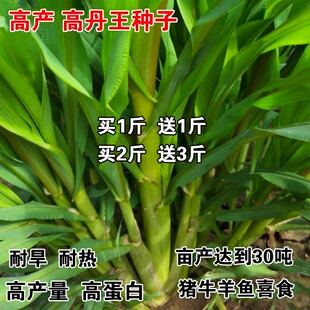 高丹王草种籽苏丹草草籽杂交四季高产养殖猪牛羊兔鱼草牧草种子孑