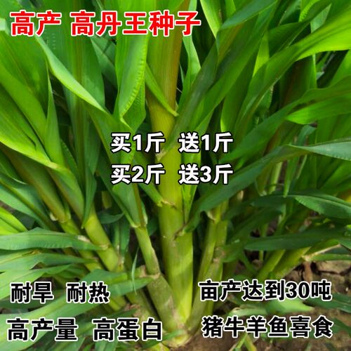 进口高丹草草籽牧草种子四季高产