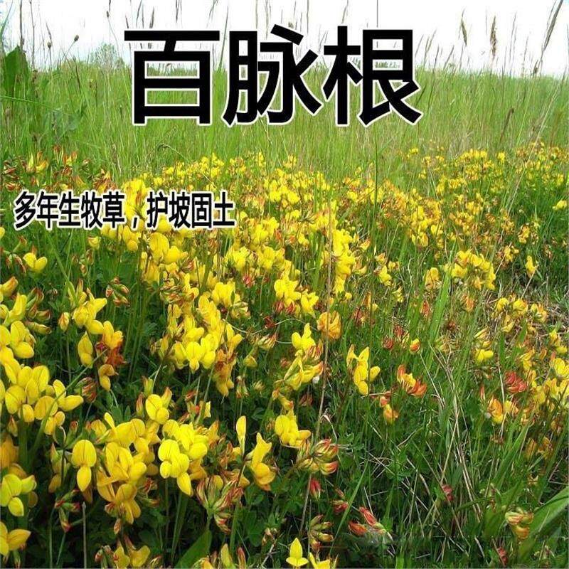 百脉根种子观花籽国产散装