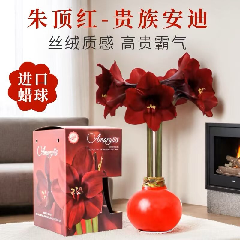(带花间)朱顶红蜡球重瓣种球蜡封无需水土懒人好养活的新年礼物