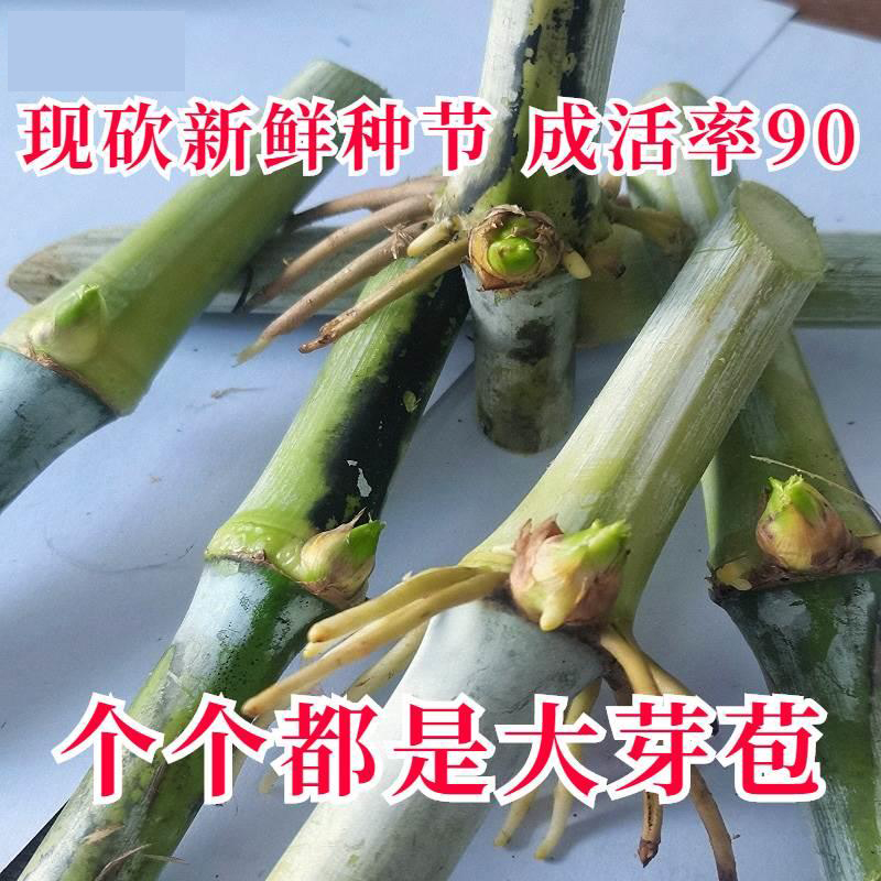 无毛甜象草3号高产多年生