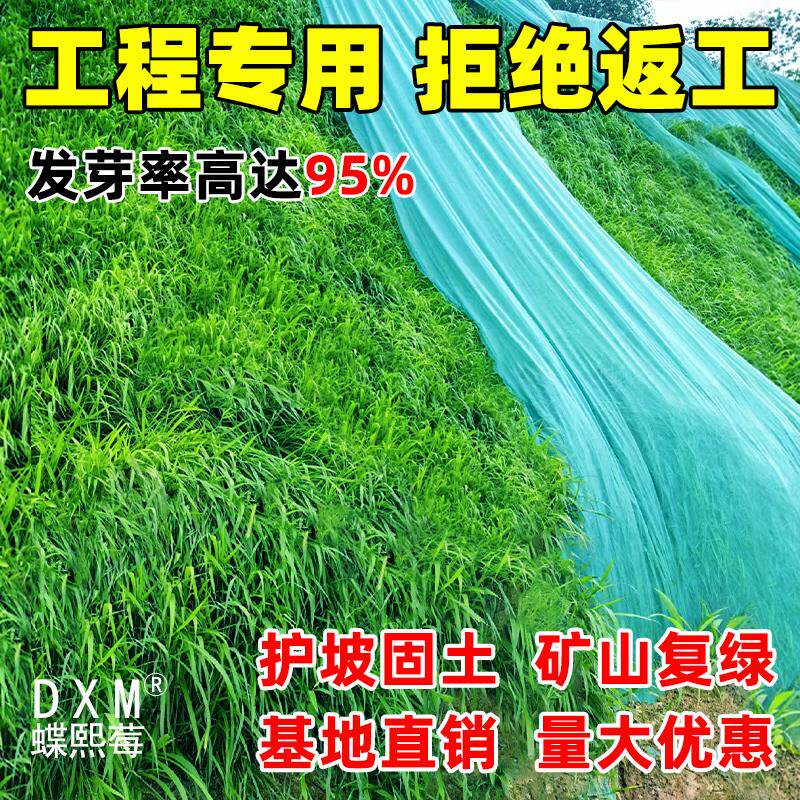 草坪籽四季常青地毯庭院绿