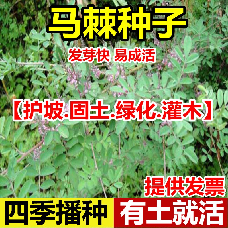 马棘种籽桑子四季车木豆猪